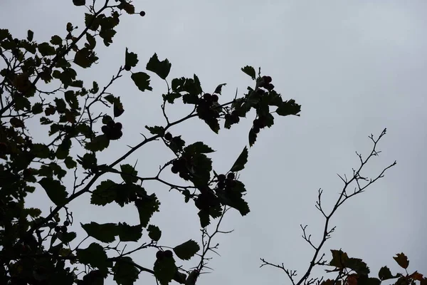九月份发现了鼠尾草 耐霜冻的灌木 有很大的弯曲的刺 秋天的红色浆果是这种极其坚硬的灌木的特征 德国柏林 — 图库照片