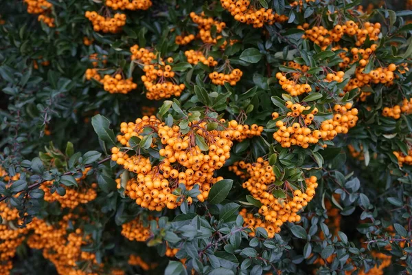 Помаранчеві Гібридні Ягоди Pyracantha Жовтні Pyracantha Рід Великих Колючих Вічнозелених — стокове фото