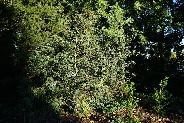 Ilex Dans Jardin Novembre Ilex Aquifolium Est Une Espèce Plante — Photo