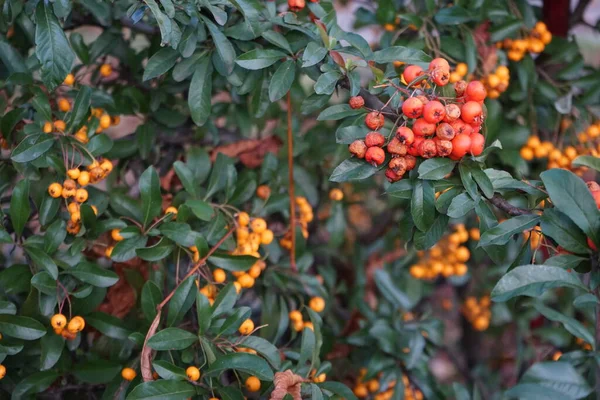 Πορτοκαλί Και Κόκκινα Μούρα Pyracantha Τον Οκτώβριο Pyracantha Είναι Ένα — Φωτογραφία Αρχείου