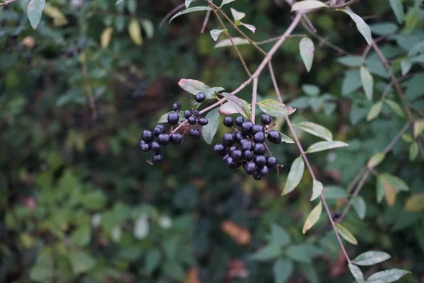 Ekim 'de Ligustrum vulgare böğürtlenli Bush. Ligustrum vulgare, kısaca Ligustrum vulgare, Ligustrum cinsinin bir türüdür. Berlin, Almanya