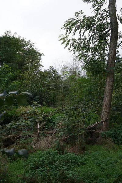 Boslandschap Berlijn Duitsland — Stockfoto