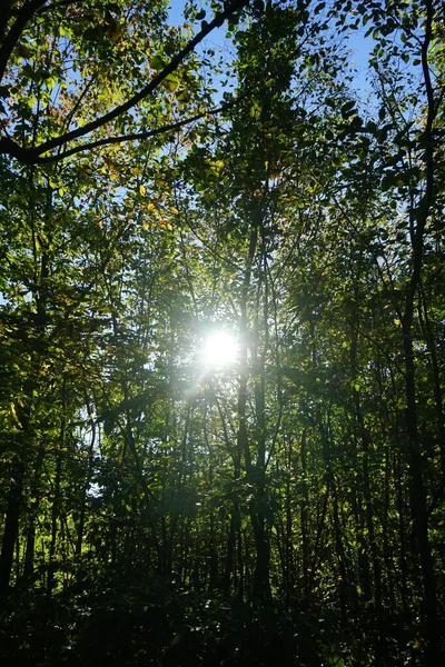 Paesaggio Forestale Berlino Germania — Foto Stock