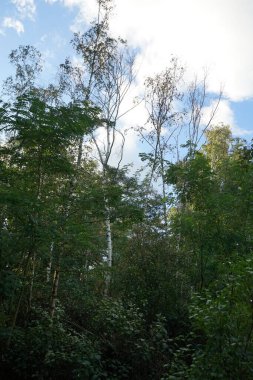 Berlin, Almanya 'da orman manzarası