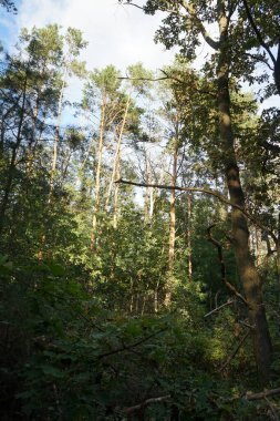 Berlin, Almanya 'da orman manzarası