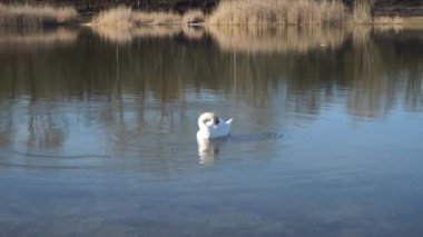 Baharda Habermannsee Gölü 'nde beyaz kuğu. Kaulsdorfer Baggersee, Marzahn-Hellersdorf, Berlin, Almanya