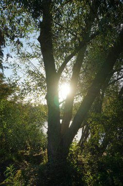 Ekim 'de Wuhlesee Gölü' nün batışında muhteşem bir manzara. Marzahn-Hellersdorf, Berlin, Almanya 