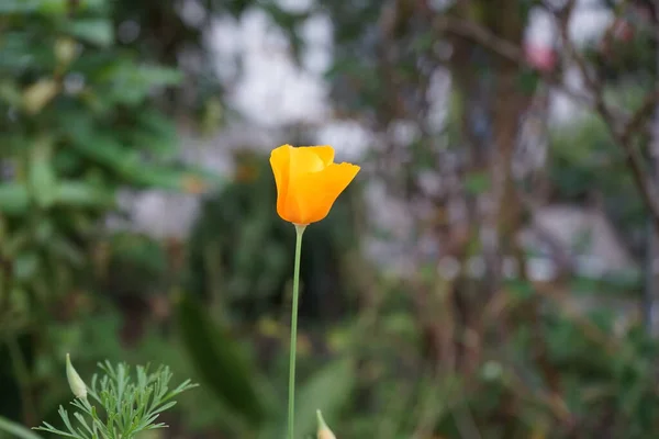 Eschscholzia Californica Uma Espécie Planta Com Flor Pertencente Família Papaveraceae — Fotografia de Stock