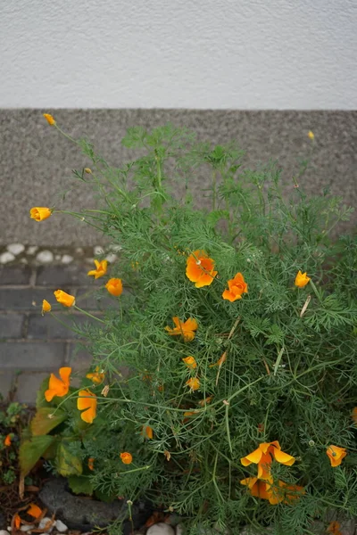 캘리포니아 양귀비 California Poppy 양귀비 Golden Poppy 캘리포니아 California Sunshine — 스톡 사진