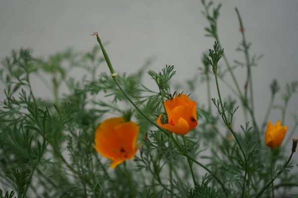 Eschscholzia Californica Kaliforniai Mák Aranymák Kaliforniai Napfény Vagy Csésze Arany — Stock Fotó