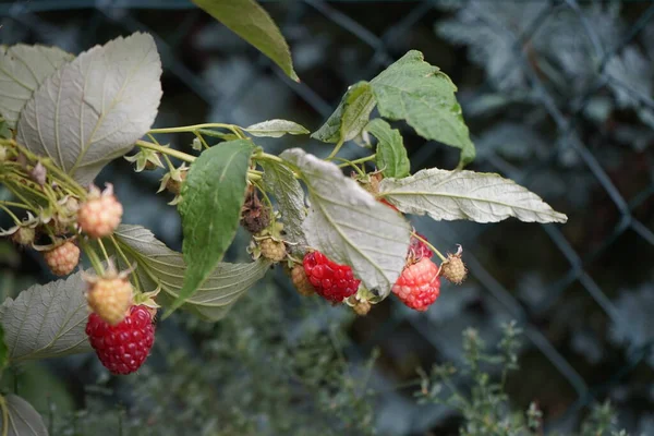 Framboesa Vermelha Schonemann Jardim Rubus Idaeus Uma Espécie Anfíbio Caudado — Fotografia de Stock