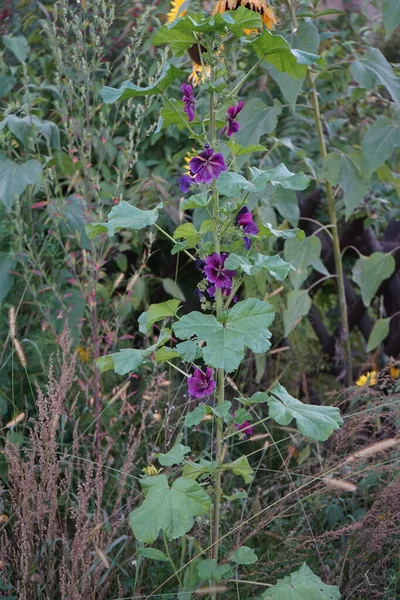 Yabani Yaban Ördeği Malva Sylvestris Ekim Ayında Çiçek Açar Malva — Stok fotoğraf