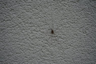 Dış duvarda falanjiyum opilio var. Phalangium opilio, Phalangiidae familyasından bir hasatçı türüdür. Berlin, Almanya 