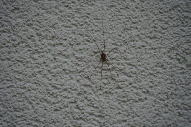 Dış duvarda falanjiyum opilio var. Phalangium opilio, Phalangiidae familyasından bir hasatçı türüdür. Berlin, Almanya 