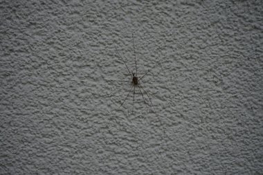 Dış duvarda falanjiyum opilio var. Phalangium opilio, Phalangiidae familyasından bir hasatçı türüdür. Berlin, Almanya 