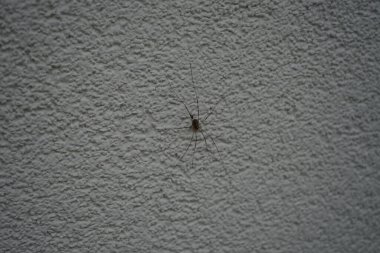 Dış duvarda falanjiyum opilio var. Phalangium opilio, Phalangiidae familyasından bir hasatçı türüdür. Berlin, Almanya 