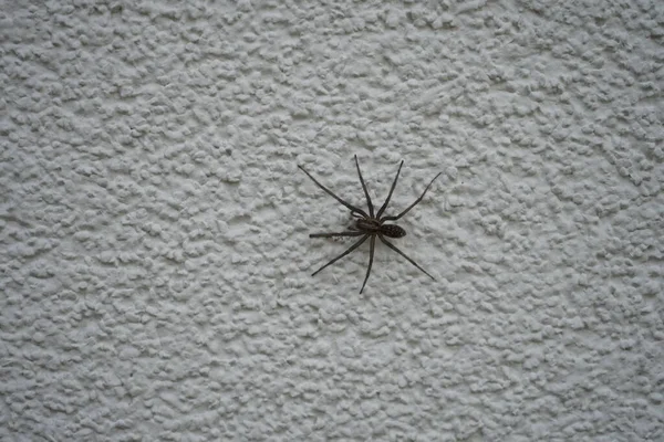 Dış Duvarda Tegenaria Domestica Resmi Var Örümcek Türü Tegenaria Domestica — Stok fotoğraf