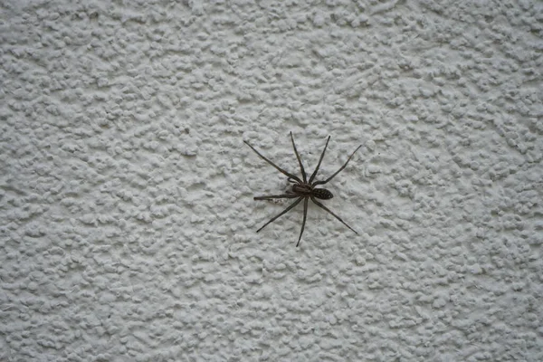 Tegenaria Domestica Sur Mur Extérieur Espèce Araignée Tegenaria Domestica Communément — Photo