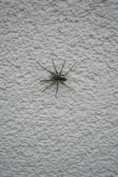 Tegenaria Domestica Wall Spider Species Tegenaria Domestica Commonly Known Barn — Stock Photo, Image
