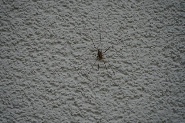 Phalangium Opilio Wall Phalangium Opilio Species Harvestman Belonging Family Phalangiidae — ストック写真