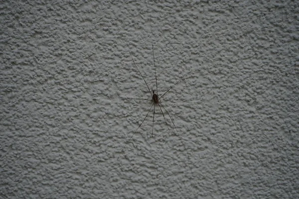 Phalangium Opilio Wall Phalangium Opilio Species Harvestman Belonging Family Phalangiidae — ストック写真