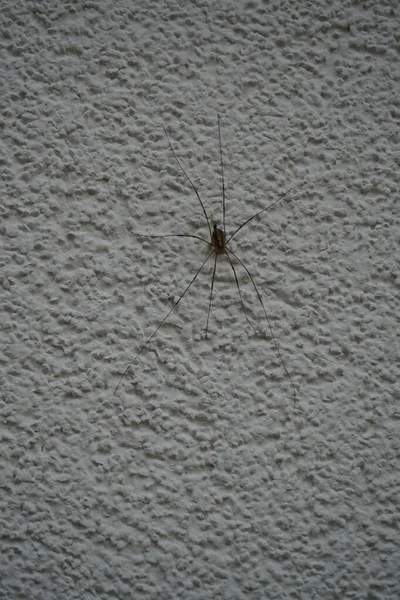 Phalangium Opilio Wall Phalangium Opilio Species Harvestman Belonging Family Phalangiidae — ストック写真