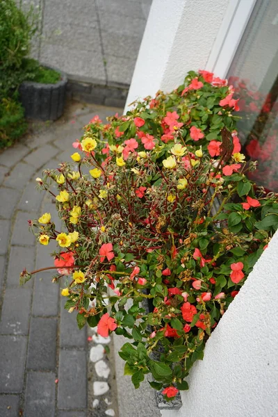 Yellow Flowers Portulaca Grandiflora Red Flowers Impatiens Walleriana Bloom Window — ストック写真