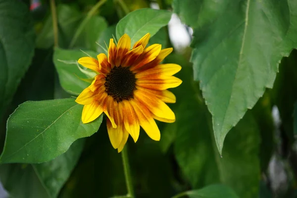 Helianthus Annuus Girasol Herbstschonheit Jardín Helianthus Annuus Girasol Común Gran — Foto de Stock