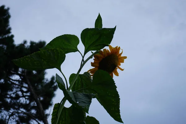 蜜蜂在花上 金银花 向日葵 在花园里 向日葵是一种常见的向日葵 是向日葵属的一个大的一年生分枝 德国柏林 — 图库照片