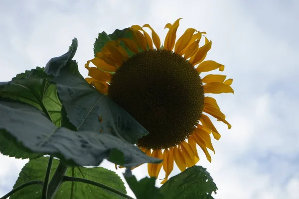 Helianthus Annuus Jardim Outubro Helianthus Annuus Género Botânico Pertencente Família — Fotografia de Stock