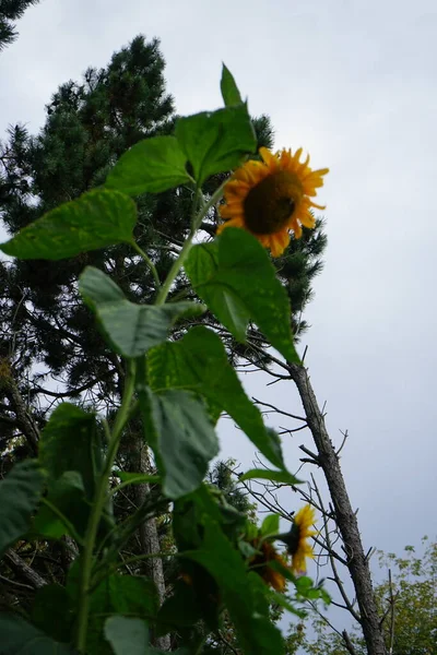 Helianthus Annuus Garten Oktober Helianthus Annuus Die Gewöhnliche Sonnenblume Ist — Stockfoto