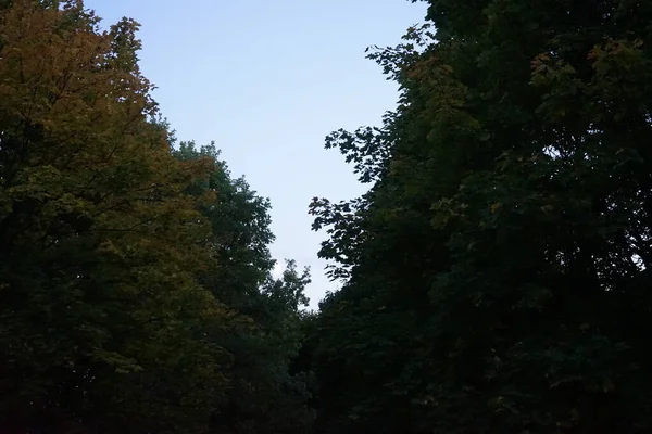 Jesienna Roślinność Październiku Wzdłuż Rzeki Wuhle Berlin Niemcy — Zdjęcie stockowe