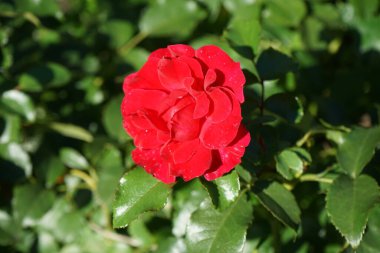 'Rotilia' yatağı, bakanın tüm duyularını cezbeder. Bolluk yığınının bireysel kase şeklindeki çiçekleri gevşek bir şekilde doldurulur ve beş santimetre çapa sahiptir. Berlin, Almanya