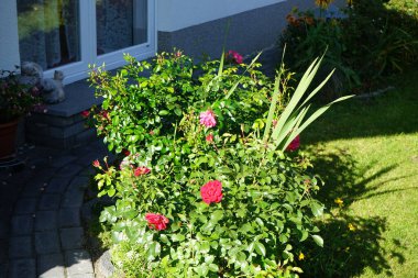 Kırmızı yatak 'Rotilia' ve pembe zemin örtüsü gül 'Palmengarten Frankfurt' bahçesinde ekim ayında çiçek açar. Berlin, Almanya  