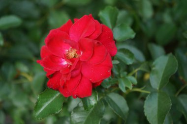 'Rotilia' yatağı, bakanın tüm duyularını cezbeder. Bolluk yığınının bireysel kase şeklindeki çiçekleri gevşek bir şekilde doldurulur ve beş santimetre çapa sahiptir. Berlin, Almanya