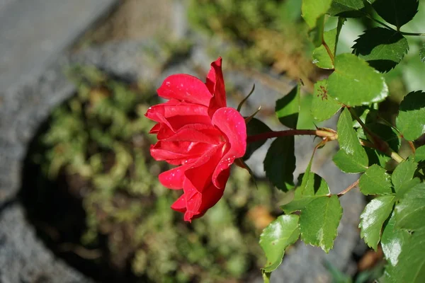 Bed Rose Rotilia Beguiles All Senses Beholder Individual Bowl Shaped — Stock Photo, Image