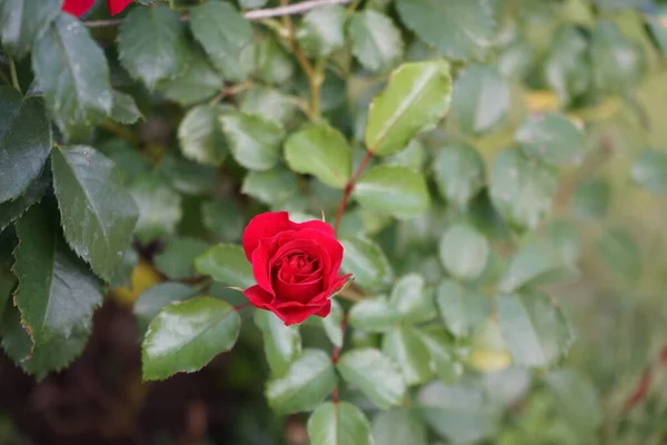 Ліжко Троянди Ротілія Викликає Усіх Сенсаціях Співрозмовника Окремі Квітки Формі — стокове фото