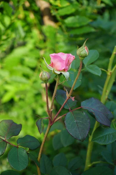 Ground Cover Rose Palmengarten Frankfurt Grows Broad Bushy High Its — Stock fotografie