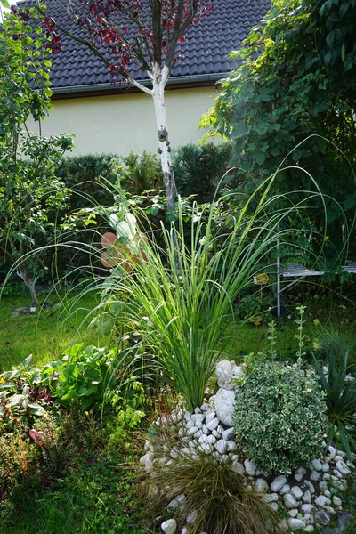 Cortaderia Selloana 현화식물의 일종이다 이름은 Pampas Grass 베를린 — 스톡 사진
