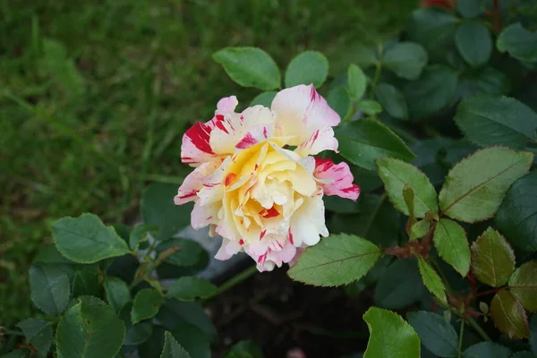 Rosa Pintor Camille Pissarro Syn Delstricol Rainbow Nation Uma Rosa — Fotografia de Stock