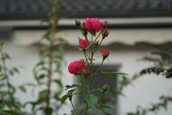 Sierroos Marion Cultivar Marion Tuin Roze Roos Als Een Sierplant — Stockfoto