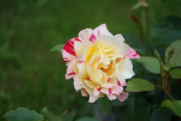 Rosa Del Pintor Camille Pissarro Syn Delstricol Rainbow Nation Una —  Fotos de Stock