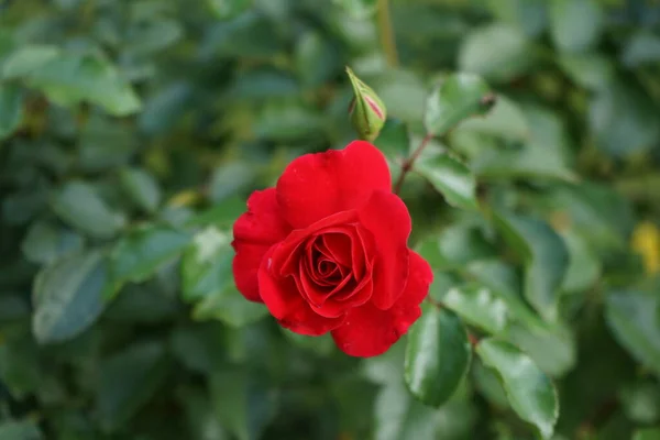 Bed Rose Rotilia Beguiles All Senses Beholder Individual Bowl Shaped — Stock Photo, Image