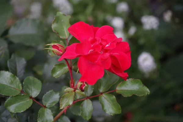 Die Bettrose Rotilia Betört Alle Sinne Des Betrachters Die Einzelnen — Stockfoto