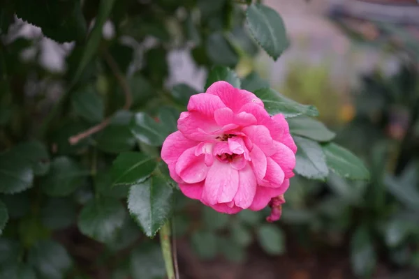 Ground Cover Rose Palmengarten Frankfurt Grows Broad Bushy High Its — Stockfoto