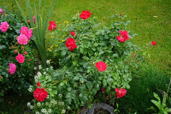 Kırmızı yatak 'Rotilia' ve pembe zemin örtüsü gül 'Palmengarten Frankfurt' bahçesinde ekim ayında çiçek açar. Berlin, Almanya  