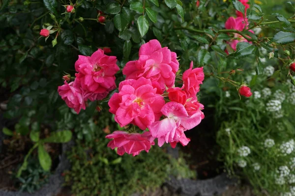 Ground Cover Rose Palmengarten Frankfurt Grows Broad Bushy High Its — Stock Photo, Image