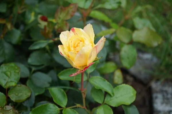 Rosa Pintor Camille Pissarro Syn Delstricol Rainbow Nation Uma Rosa — Fotografia de Stock