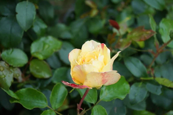 Róża Malarska Camille Pissarro Syn Delstricol Rainbow Nation Jest Czerwona — Zdjęcie stockowe