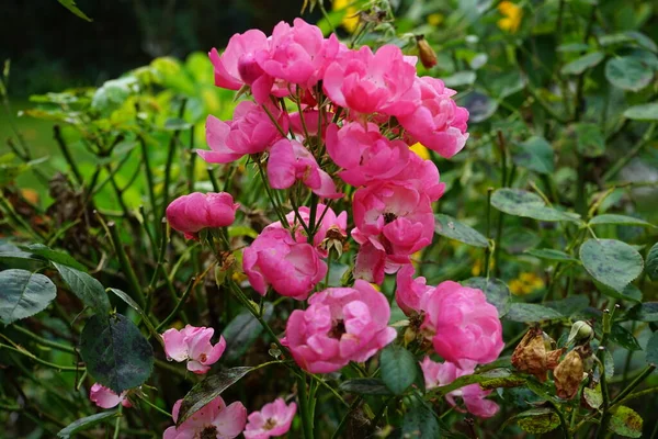 Rosa Ornamental Marion Cultivar Marion Rosa Jardín Rosa Como Planta —  Fotos de Stock